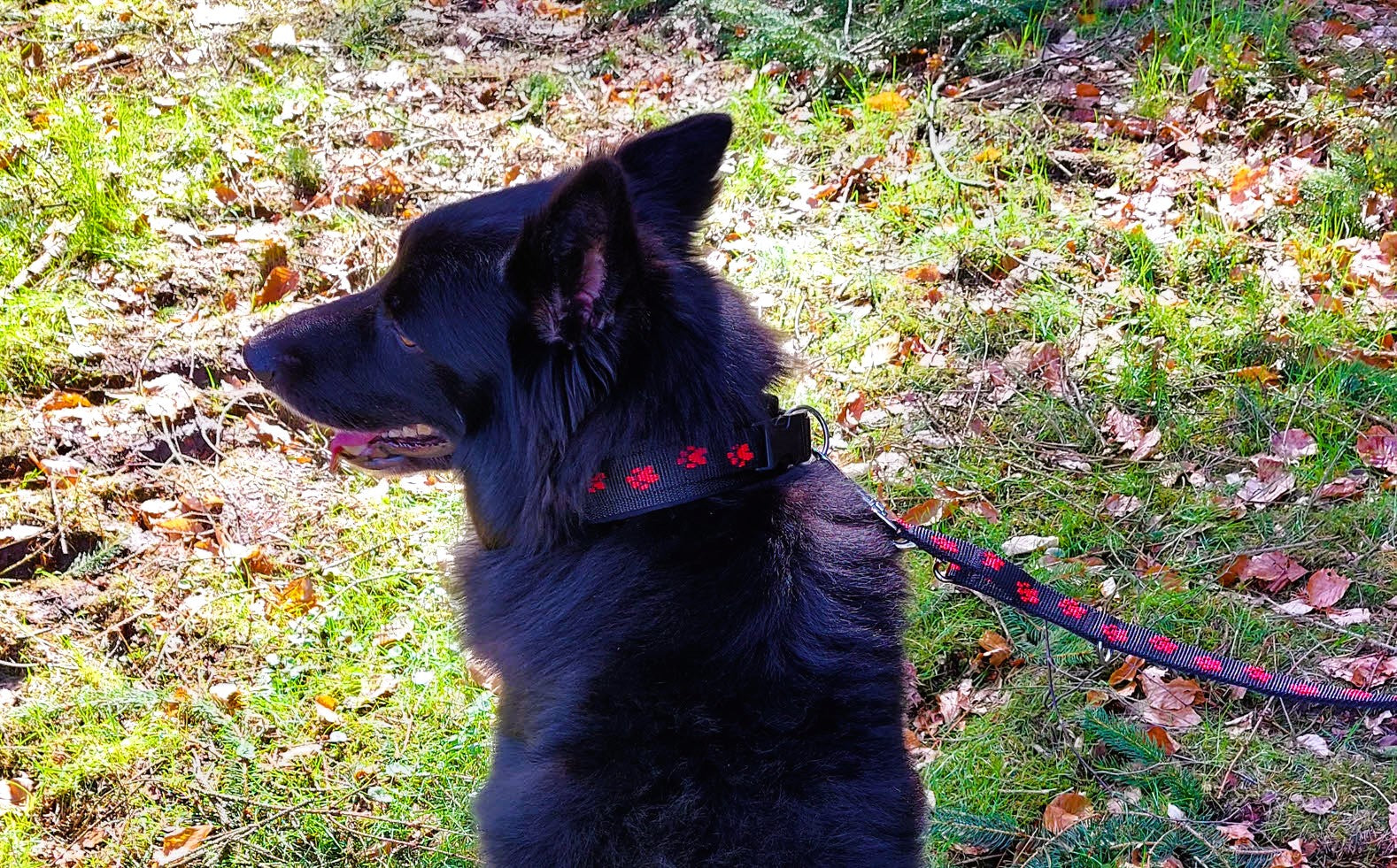 Pfötchen-Hundehalsband extra-breit Neopren-Polster 
