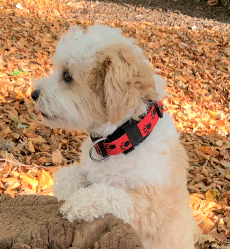 Pfötchen-Hundehalsband extra-breit neopren-polster 