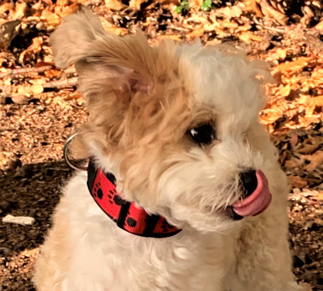 Pfötchen-Hundehalsband extra-breit neopren-polster 