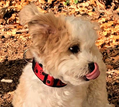 Pfötchen-Hundehalsband extra-breit neopren-polster 