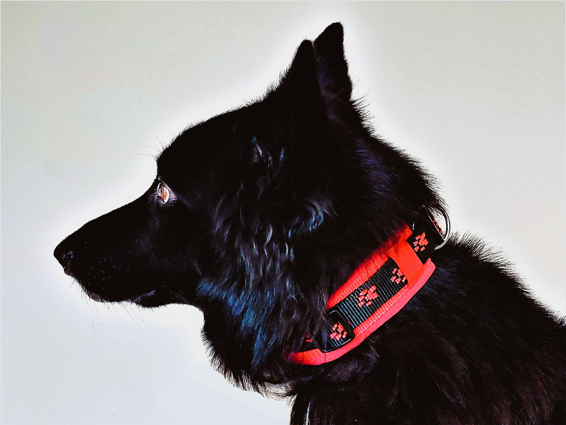 Pfötchen-Hundehalsband extra-breit Neopren-Polster 