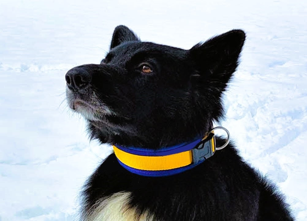 hundehalsband extra-breit neopren-polster gelb-auf-blau