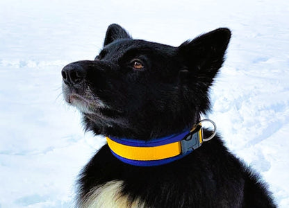 hundehalsband extra-breit neopren-polster gelb-auf-blau