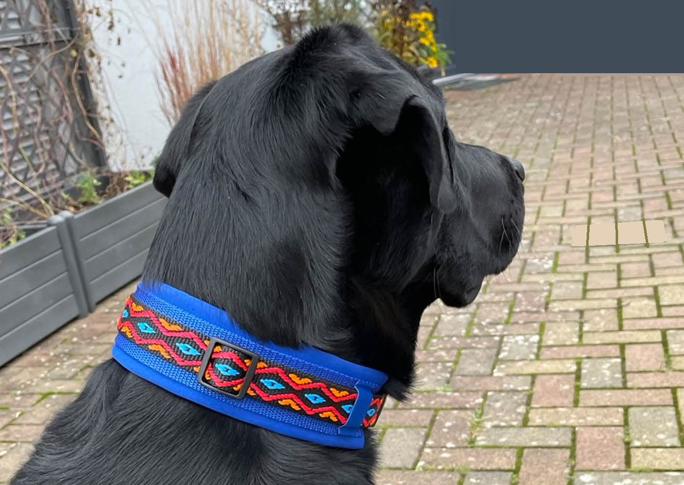 hundehalsband extra-breit neopren-polster bunt mexikanisch