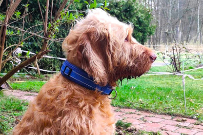 hundehalsband-breit-neopren-polster-reflektor-blau