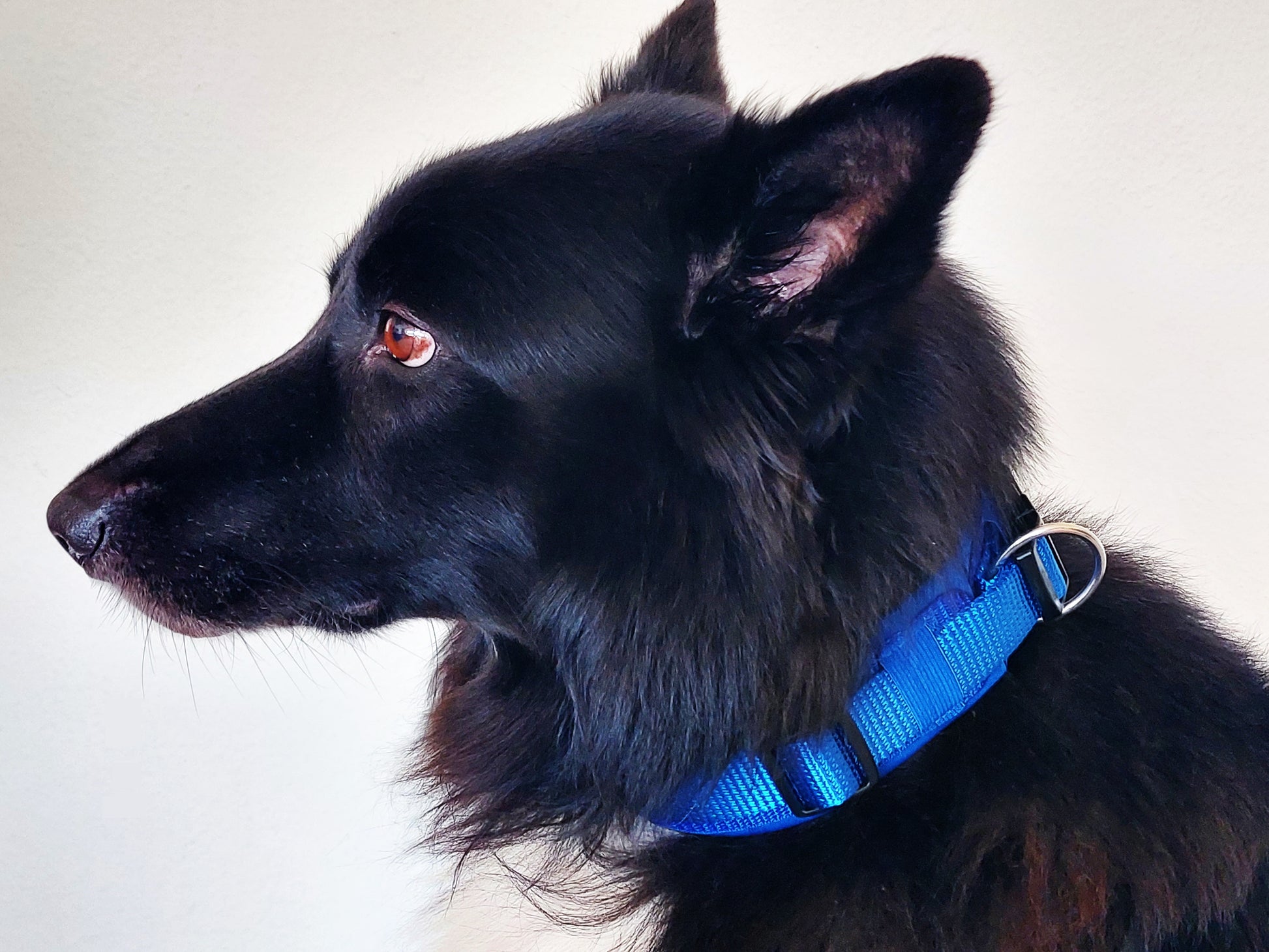 hundehalsband extra-breit neopren-polster einfarbig blau