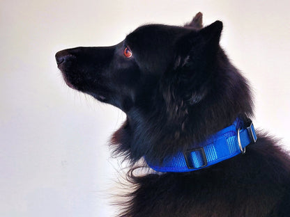 hundehalsband extra-breit neopren-polster einfarbig blau