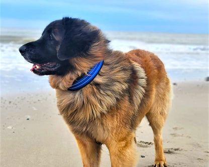 hundehalsband-breit-neopren-polster-reflektor-blau-schwarz