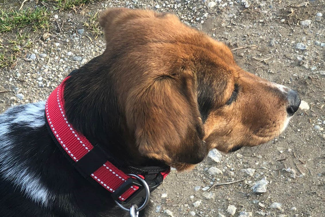 hundehalsband-breit-neopren-polster-reflektor-rot-schwarz