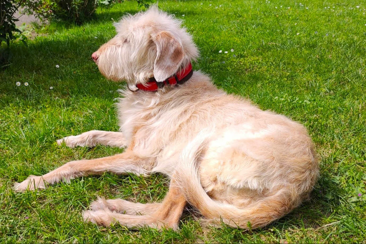 hundehalsband-breit-neopren-polster-reflektor-rot-schwarz