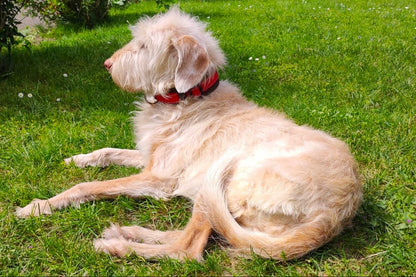 hundehalsband-breit-neopren-polster-reflektor-rot-schwarz