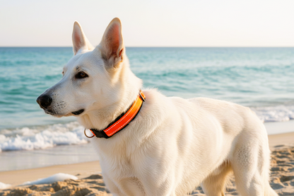 hundehalsband-breit-neopren-polster-reflektor-orange-schwarz
