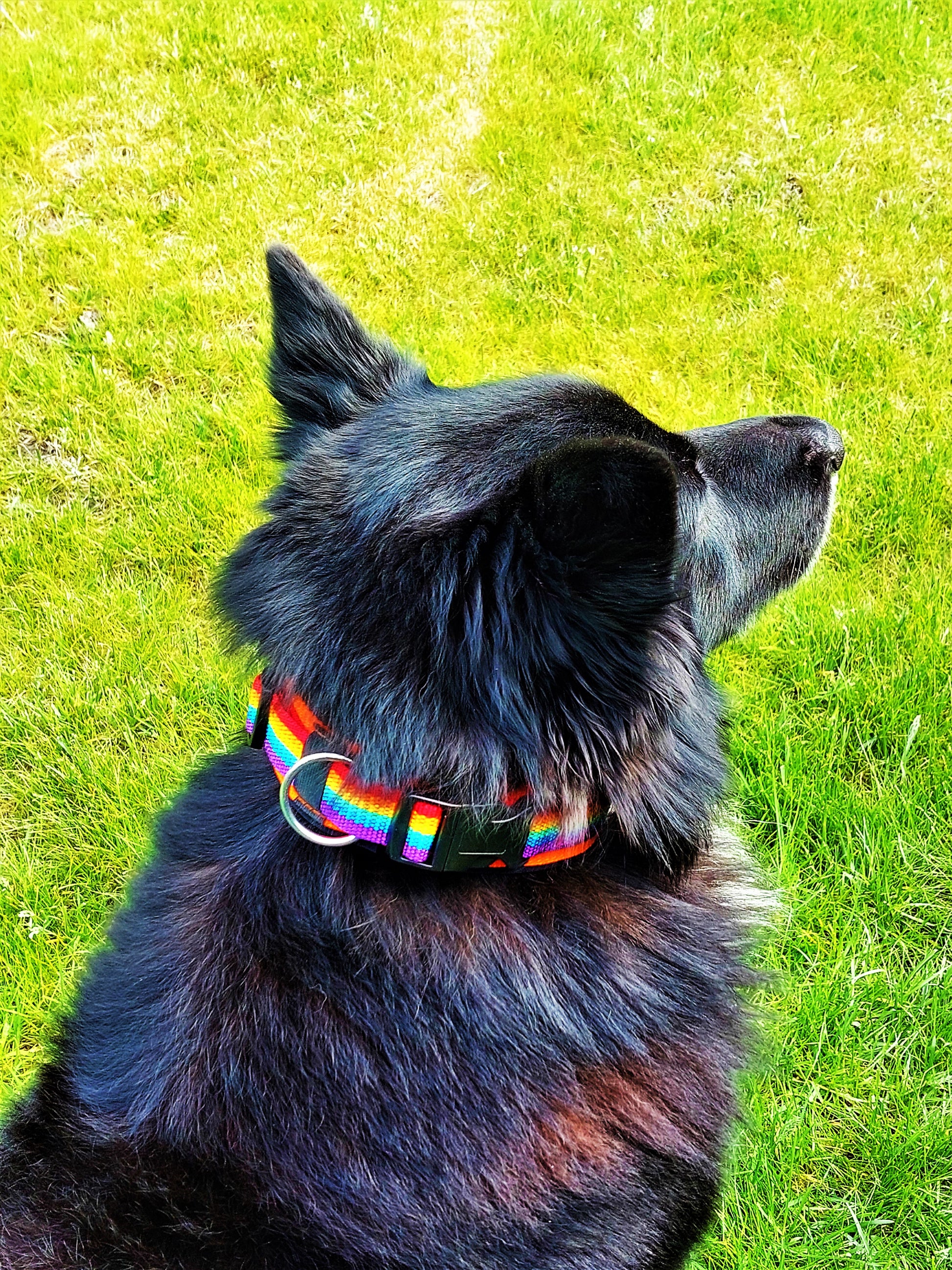 hundehalsband extra-breit neopren-polster Regenbogenfarben