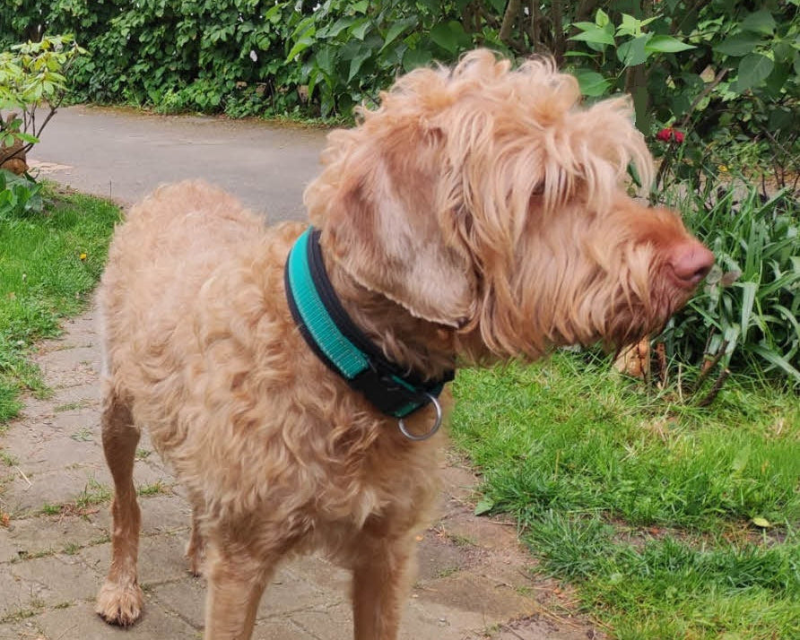 hundehalsband-breit-neopren-polster-reflektor-grün-schwarz