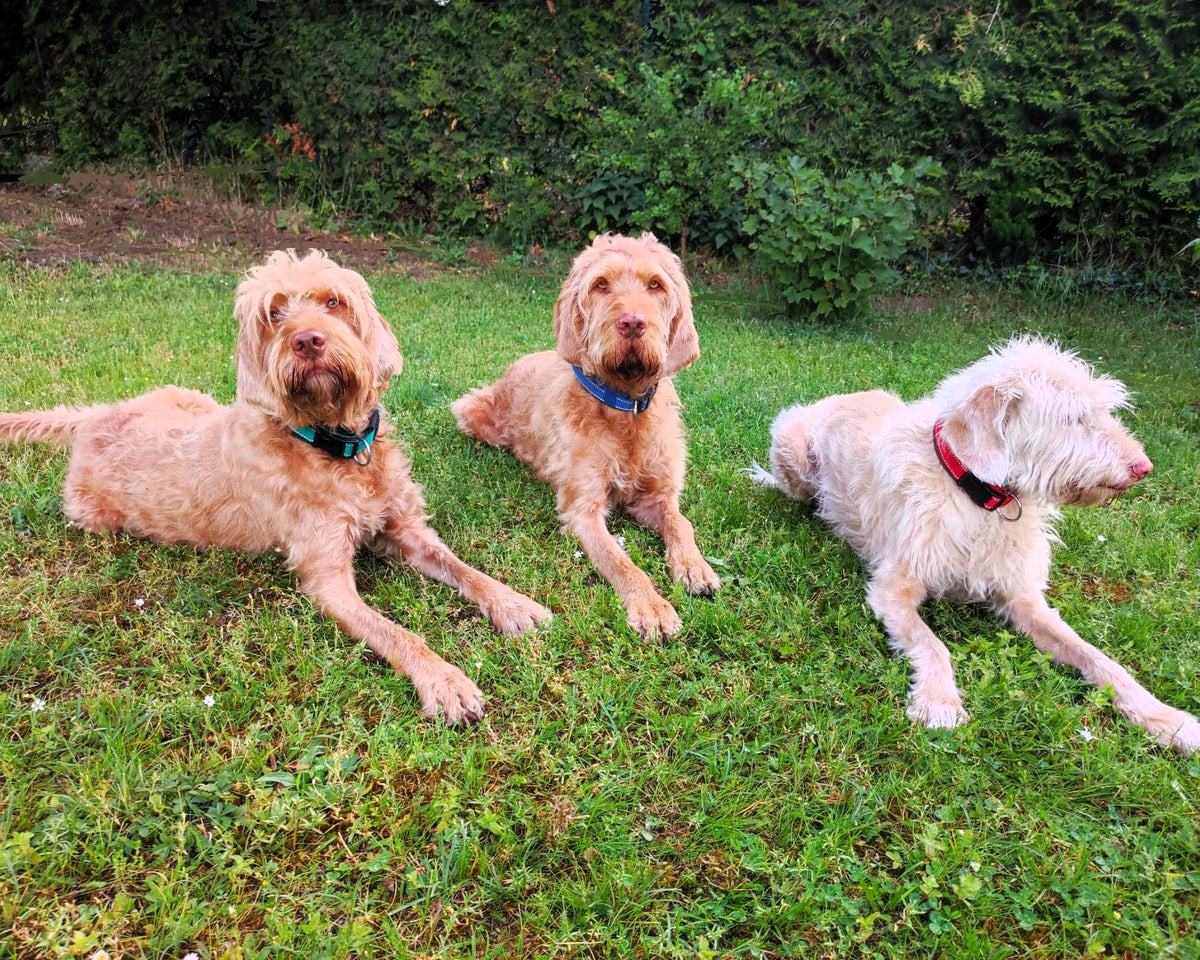 hundehalsband-breit-neopren-polster-reflektor-grün-schwarz
