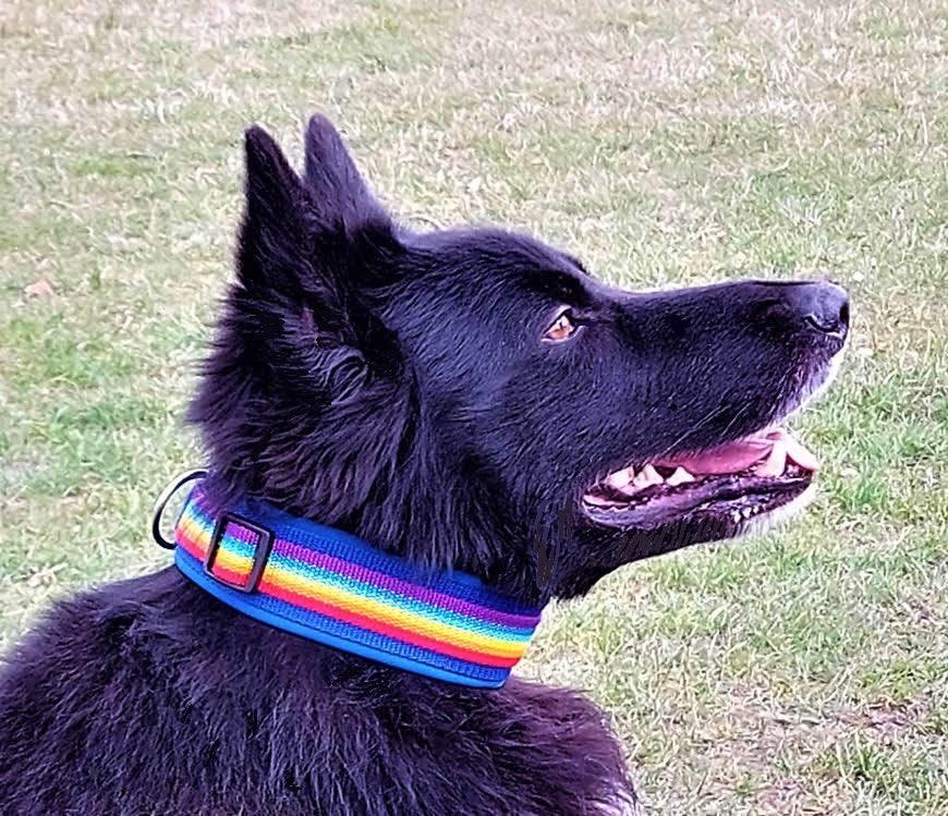hundehalsband extra-breit neopren-polster Regenbogenfarben