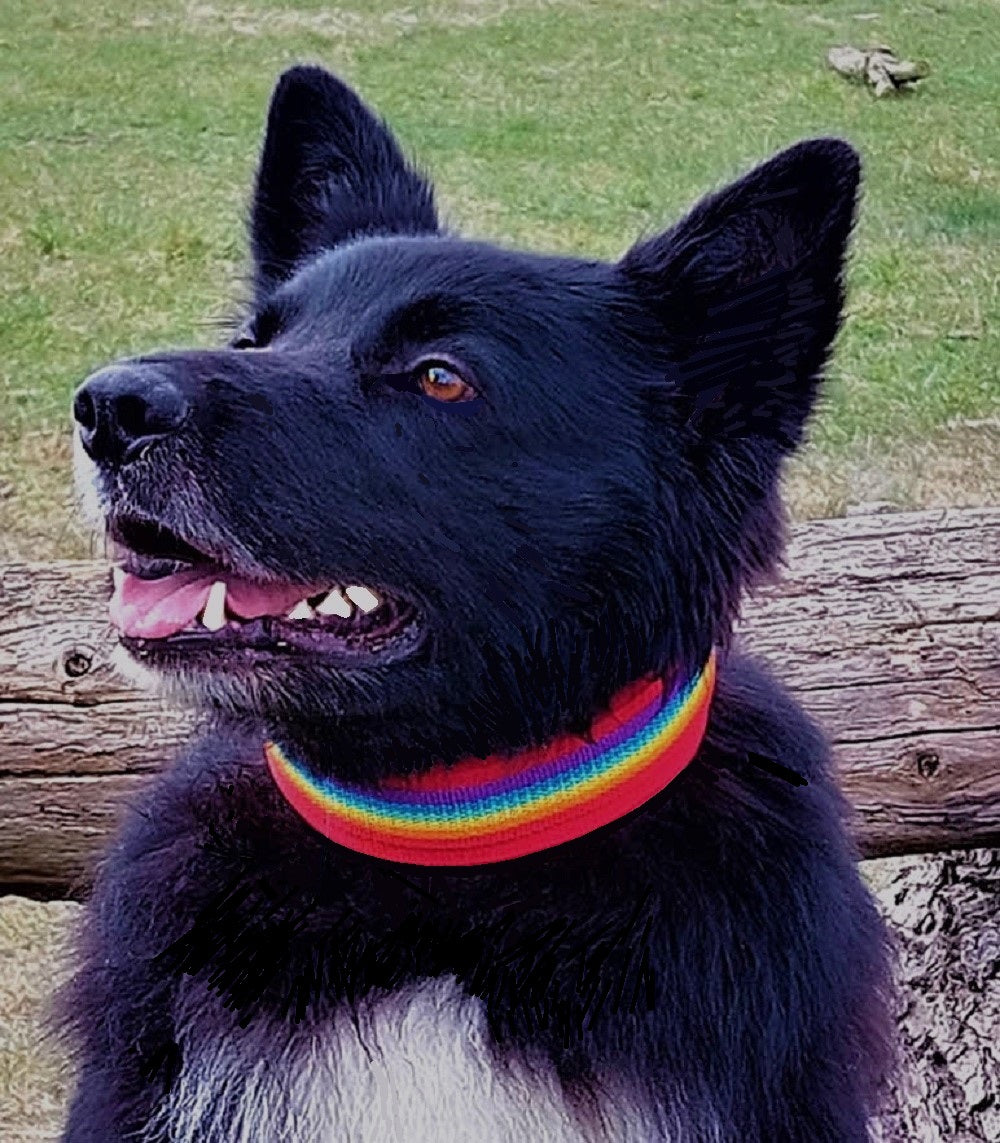 hundehalsband extra-breit neopren-polster Regenbogenfarben