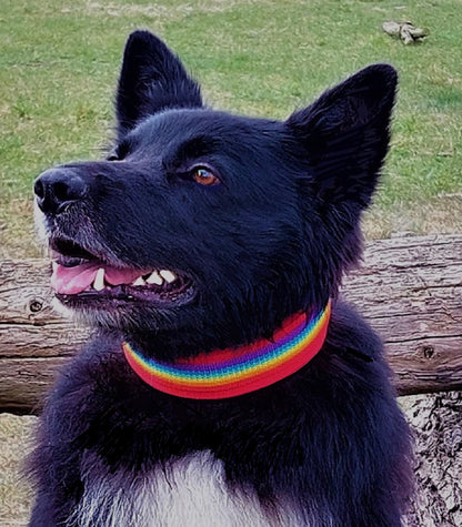 hundehalsband extra-breit neopren-polster Regenbogenfarben