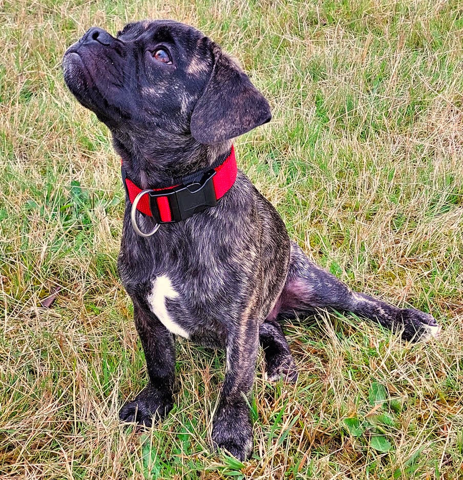 hundehalsband extra-breit neopren-polster rot