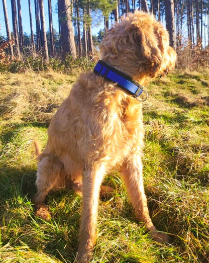 hundehalsband extra-breit neopren-polster blau-schwarz
