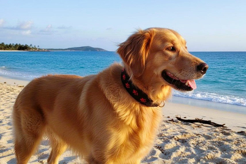 Pfötchen-Hundehalsband-extra-breit-neopren-polster-schwarz-rot
