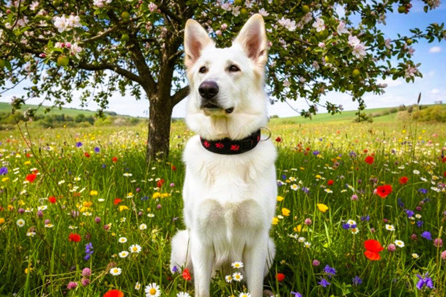 Pfötchen-Hundehalsband-extra-breit-neopren-polster-schwarz-rot