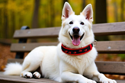 hundehalsband-pfötchen-extra-breit-neopren-polster-rot-schwarz-rot