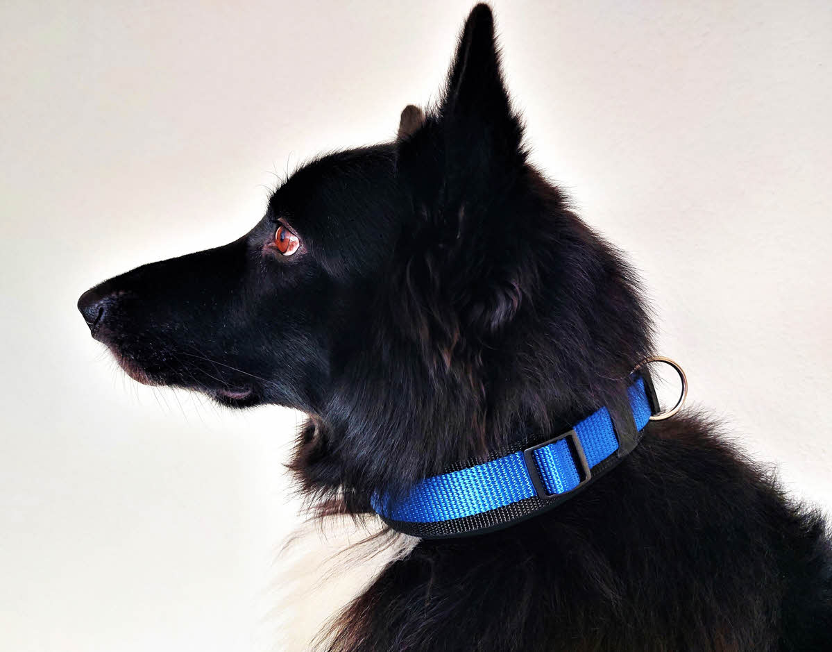 hundehalsband extra-breit neopren-polster blau-schwarz