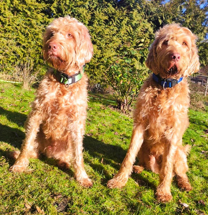 hundehalsband extra-breit neopren-polster blau-schwarz