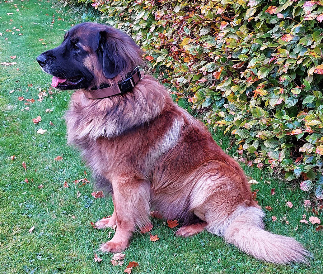 hundehalsband extra-breit neopren-polster braun-auf-schwarz